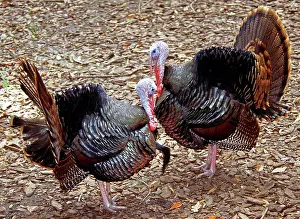 Compete: Adult Male Wild Turkeys