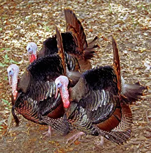 Compete: Adult Male Wild Turkeys