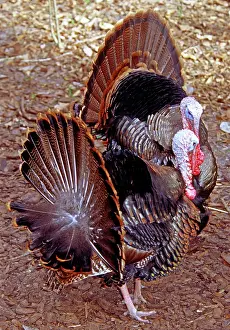 Compete: Adult Male Wild Turkeys