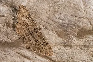 Walls: Adult male of willow beauty (Peribatodes rhomboidaria)