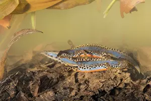 Streams: Two adult males of alpine newt (Ichthyosaura alpestris)