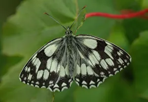 Hexapods: Adult Marbled White, Melanargia galathea, settled