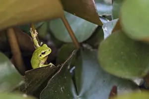 230517: An adult of Mediterranean tree frog or stripeless tree f