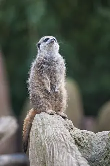 Suricates: Adult meerkat or suricate (Suricata suricatta)