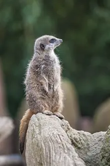Suricates: Adult meerkat or suricate (Suricata suricatta)