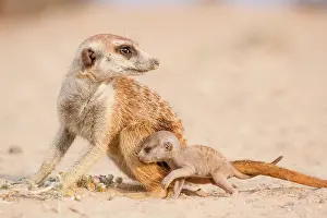Wheedle: An adult Meerkat with a very young pup on it's first