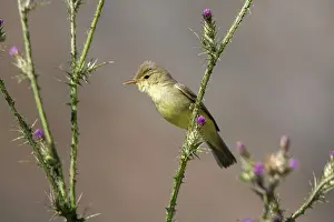 Melodious: Adult Melodious Warbler