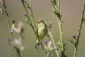 Melodious: Adult Melodious Warbler - Singing
