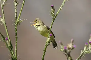 Melodious: Adult Melodious Warbler - Singing
