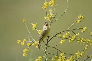 Melodious: Adult Melodious Warbler - Singing