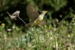 Melodious: Adult Melodious Warbler - Taking flight