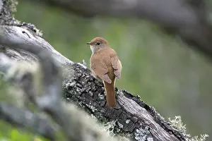 Nightingale: Adult Nightingale