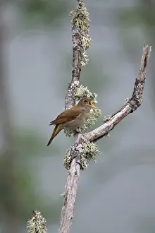 Nightingale: Adult Nightingale singing on territory