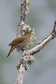 Nightingale: Adult Nightingale singing on territory