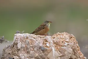 Ortolan: Adult Ortolan Bunting