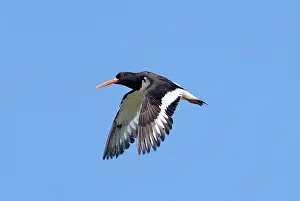 Oystercatchers: Adult Oystercatcher in flight