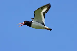 Oystercatchers: Adult Oystercatcher in flight calling