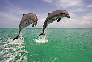 Truncatus: An adult pair of Bottlenose Dolphins (Tursiops truncatus)