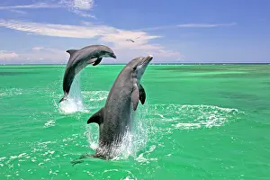 Truncatus: An adult pair of Bottlenose Dolphins (Tursiops truncatus)