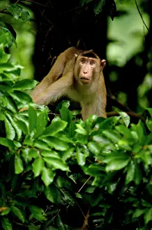 Startled: An adult Pig-tailed Macaque observes the area from