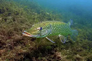 Quarry: Adult pike (Esox lucius) standing in shallow water