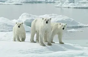 Manitoba: Adult Polar Bear (Ursus maritimus) with two cubs