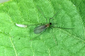 Glasshouse: Adult predatory midge (Aphidoletes aphidimyza)