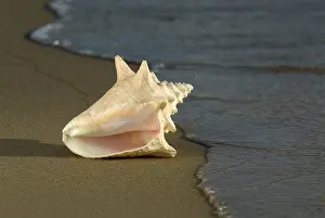 Queen: Adult Queen Conch shell Strombus gigas