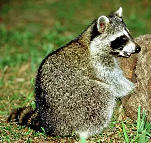 Lotor: Adult Raccoon