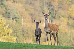 Colored: An adult red deer hind (Cervus elaphus) and a calf are standing in a meadow in the beautiful morning light