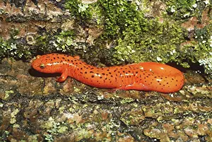 Pseudotriton: Adult Red Salamander