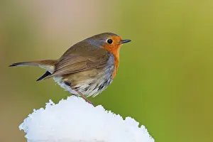 Borders: Adult Robin (Erithacus rubecula) stood on a mound