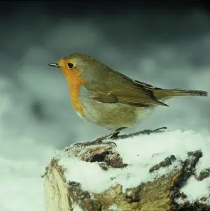 Breast: Robin