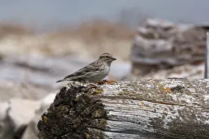 Petronia: Adult Rock Sparrow