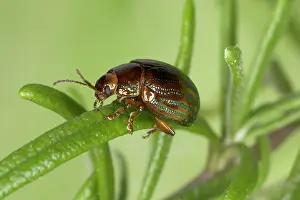 Rosemary: Adult Rosemary BEETLE - on Rosemary leaf