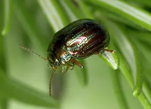 Rosemary: Adult Rosemary BEETLE - on Rosemary leaf