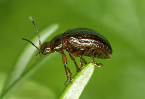 Rosemary: Adult Rosemary BEETLE - on Rosemary leaf