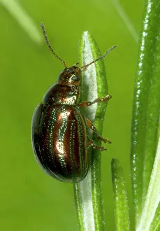 Rosemary: Adult Rosemary BEETLE - on Rosemary leaf