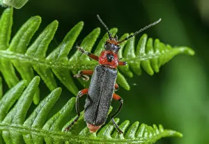 Frond: Adult Sailor Beetle, Cantharis rustica, on Bracken frond