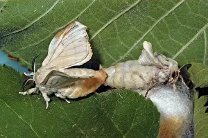 Silkworms: Adult Silk moths mating