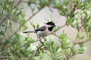 Sombre: Adult Sombre Tit