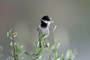 Sombre: Adult Sombre Tit