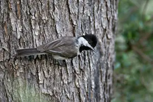 Sombre: Adult Sombre Tit