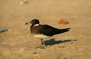 Sooty: Adult Sooty GULL - on beach
