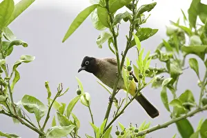 Bulbul: Adult Spectacled Bulbul