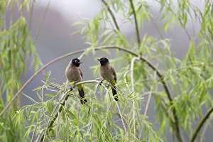 Bulbul: Adult Spectacled Bulbul