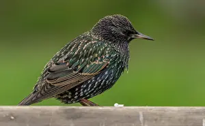 Starlings: Adult Starling, Sturnus vulgaris, in winter plumage