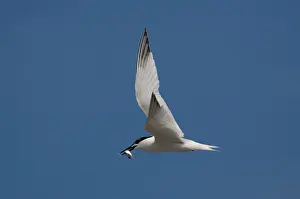 Sandwich: Adult summer Sandwich Tern