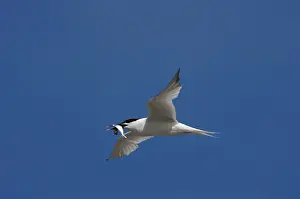 Sandwich: Adult summer Sandwich Tern
