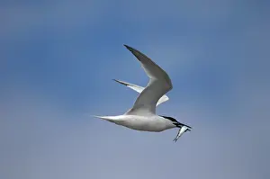 Sandwich: Adult summer Sandwich Tern